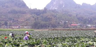 Trồng rau Nhật xuất khẩu sang Nhật