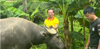 Hiệu quả từ Chương trình Trao tặng Trâu – Bò cho các hộ gia đình dòng họ có hoàn cảnh khó khăn ở tỉnh Yên Bái năm 2020.